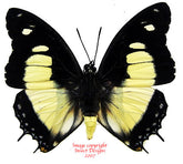 Charaxes nobilis (RCA) A2